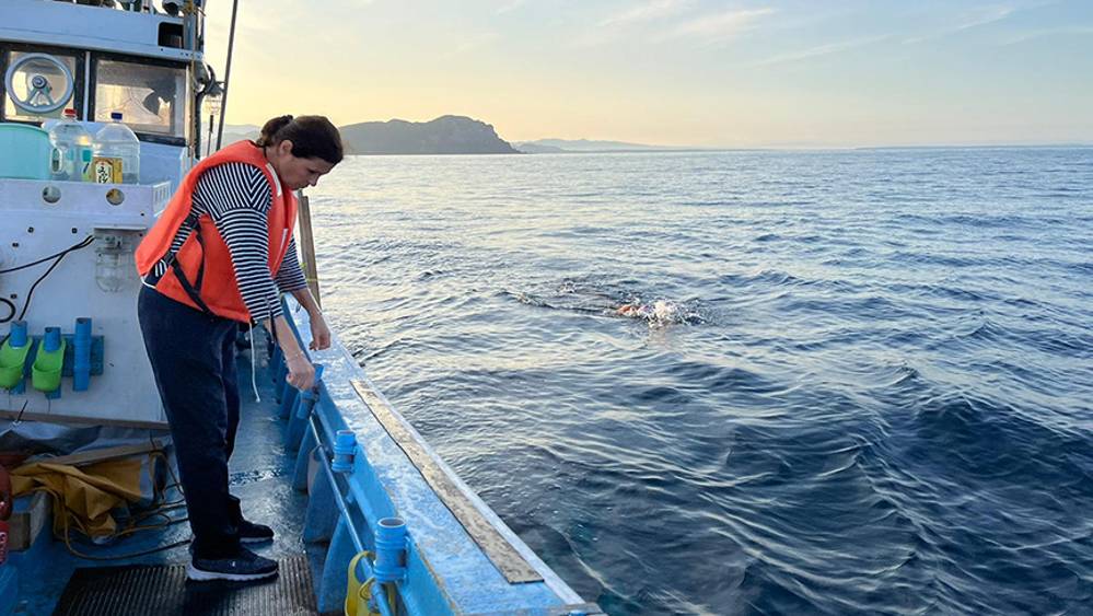 Türk yüzücünün 'Oceans Seven' hayalini köpek balıkları engelledi