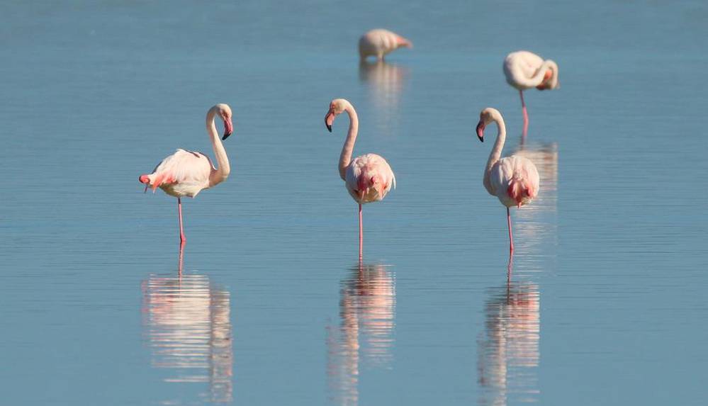 Tuz Gölü’nde yavru flamingolar tehlike altında