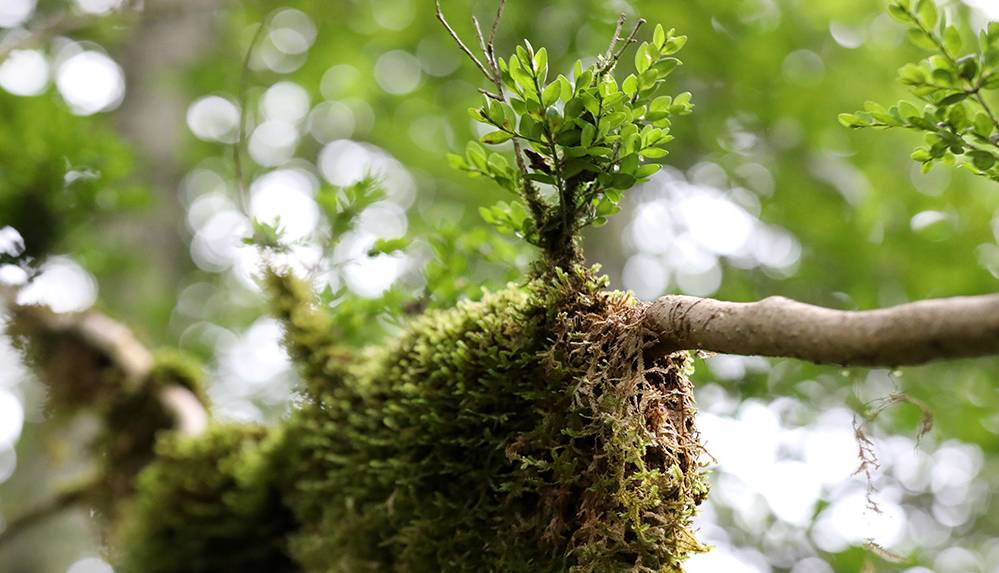 Yok olma tehlikesi yaşayan şimşir ağaçları 10 yıl aradan sonra hayata döndü