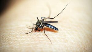 Sivrisinekler hangi insanları daha çok ısırıyor?