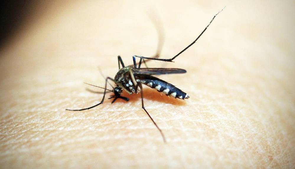 Sivrisineklerden kurtulmanın en etkili doğal yolları