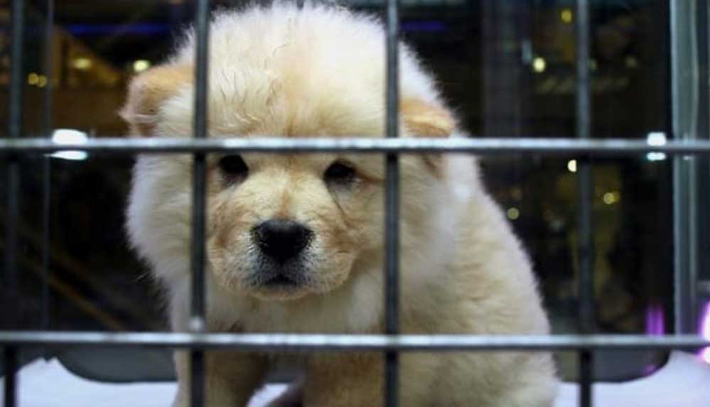 ‘Petshop’larda-kedi-ve-köpekler-vitrinden-kaldırıldı--Kataloglardan-satılacak