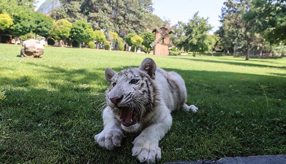 Albino kaplan 'Kartopu' özel bakımla kilosunu ikiye katladı