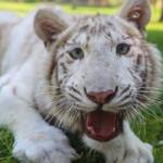 Albino-kaplan-'Kartopu'-özel-bakımla-kilosunu-ikiye-katladı