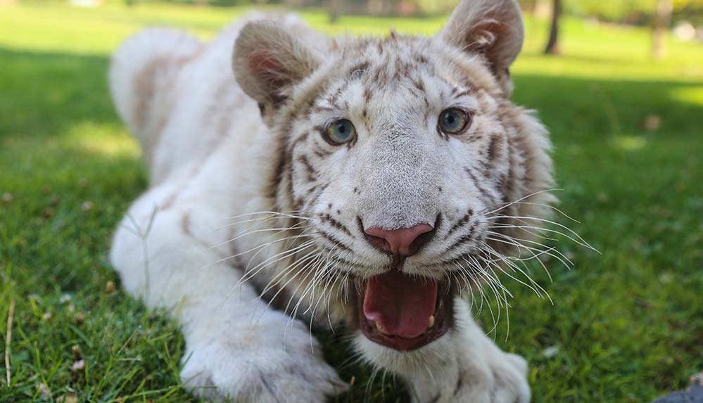 Albino-kaplan-'Kartopu'-özel-bakımla-kilosunu-ikiye-katladı