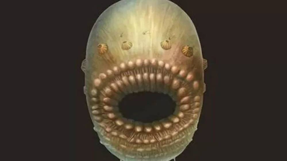 Anüsü olmayan 500 milyon yıllık deniz canlısının sırrı çözüldü