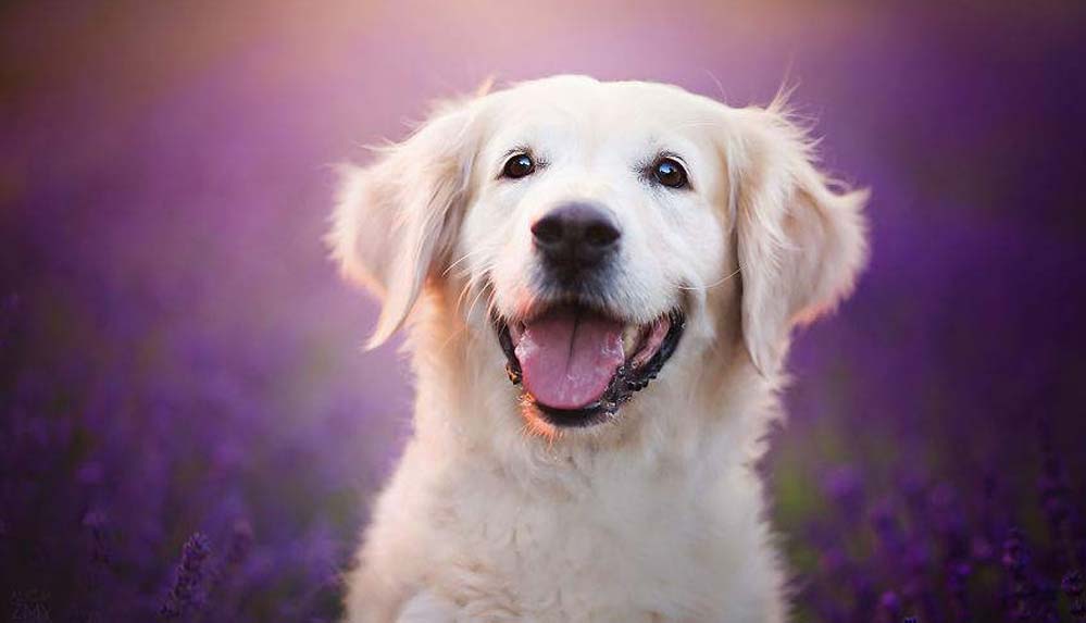 Araştırma: Köpekler sahiplerine kavuşunca mutluluktan ağlıyor