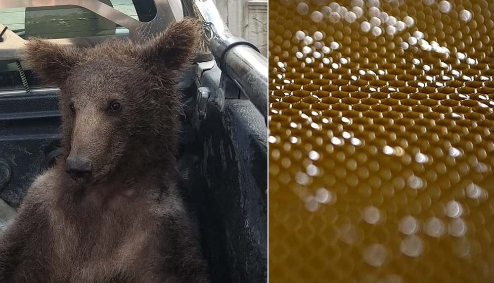 Ayı-yavrusunu-bitkin-düşüren-orman-gülü-balını-dikkatli-tüketmek-gerekiyor