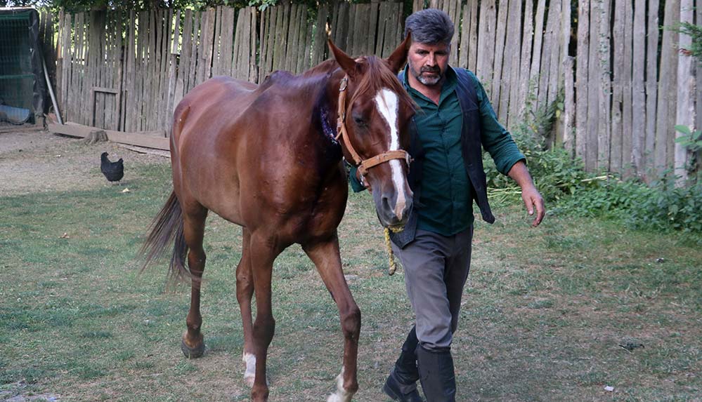Boynu kesilen atı 'Alkız'ı damara yerleştirdiği bahçe hortumuyla kurtardı
