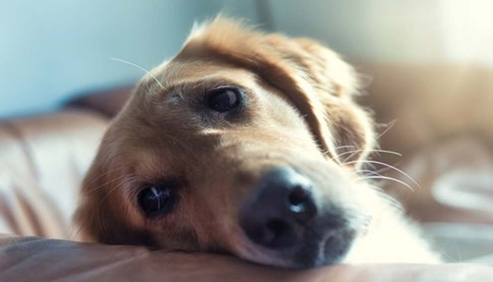 DSÖ-bir-köpeğe-sahibinden-maymun-çiçeği-virüsü-bulaştığını-bildirdi