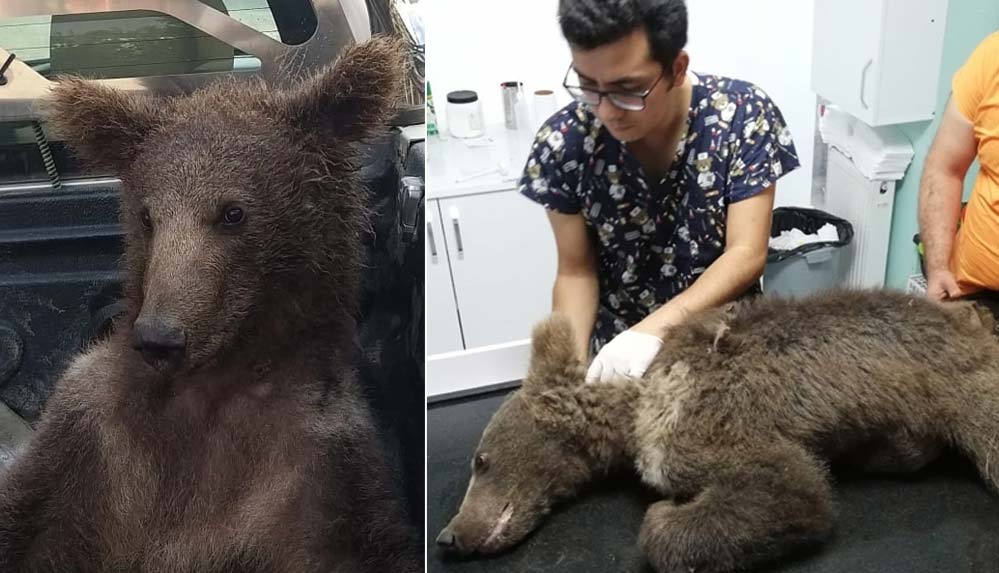 Düzce'de-balın-dozunu-kaçırdığı-için-bitkin-düşen-ayıya-isim-aranıyor