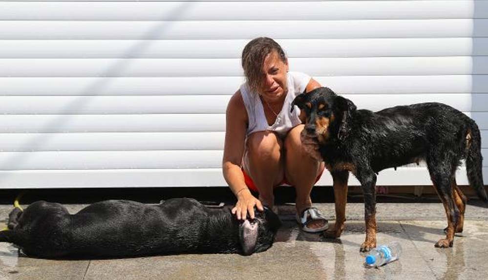 Edirne'de-araçta-bırakılan-iki-köpekten-biri-havasızlıktan-öldü