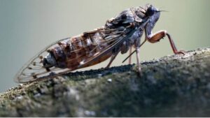 Fransa'da ağustos böcekleri aşırı sıcaklar nedeniyle sustu