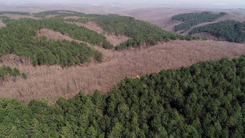 Gaziantep'te ormanın katledilmesine izin vermeyen Orman İşletme Şefi Ümran Pınar görevden alındı