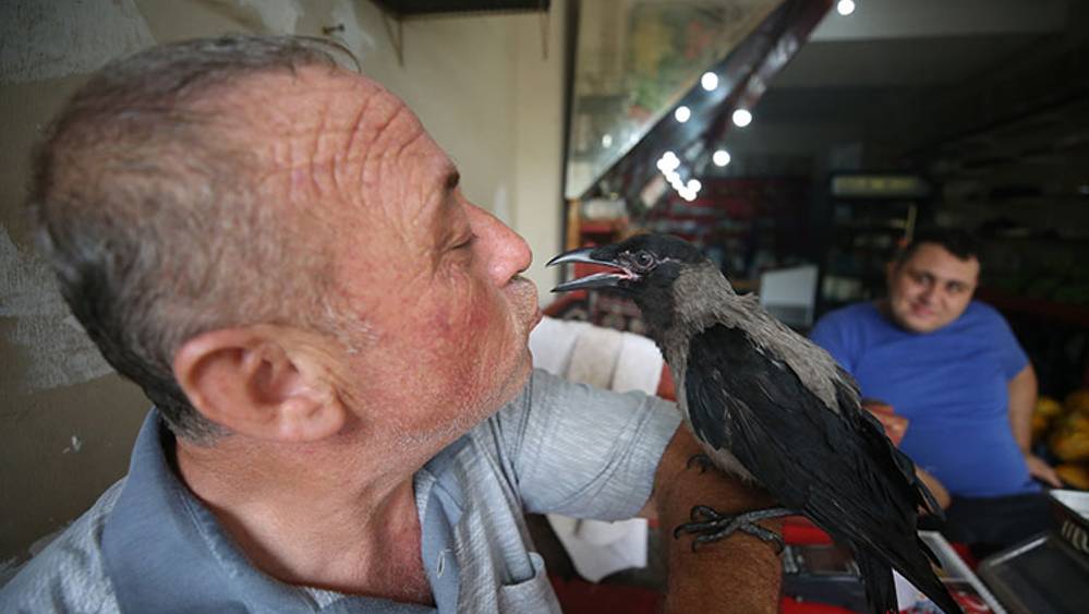 Hataylı manav, "gözünü oyar" denilen kargaya "gözü gibi" bakıyor 3 Hataylı manav, "gözünü oyar" denilen kargaya "gözü gibi" bakıyor