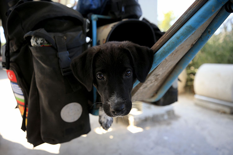 İtalyan bisikletçi, "uzun bisikleti" ve yolda bulduğu köpeği ile dünya turunda