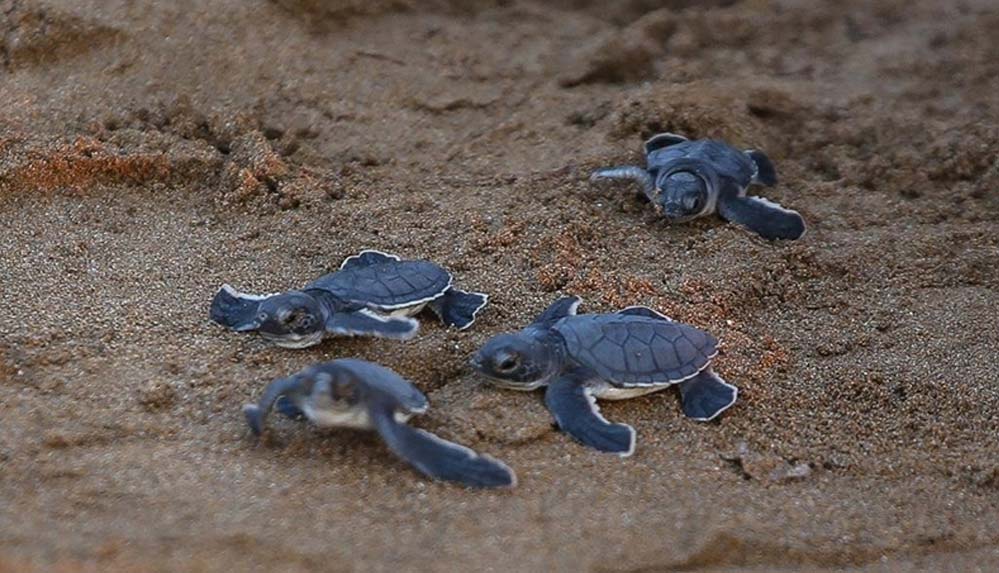 KKTC'de-yeşil-kaplumbağa-ve-caretta-caretta-yavruları-mavi-sularla-buluştu