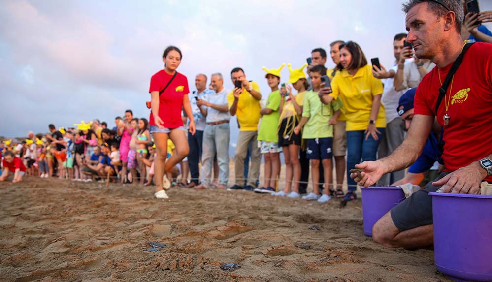 KKTC'de yeşil kaplumbağa ve caretta caretta yavruları mavi sularla buluştu