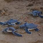 KKTC'de-yeşil-kaplumbağa-ve-caretta-caretta-yavruları-mavi-sularla-buluştu