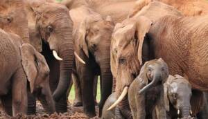 Kaçak avcılık ve iklim değişikliği fil neslini tehdit ediyor
