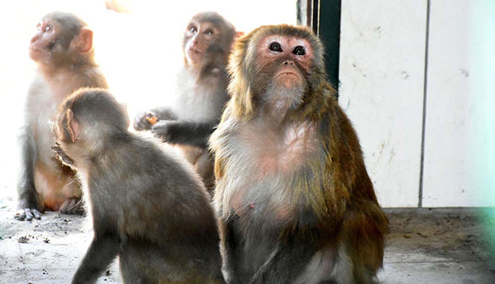 Kaçakçıların elinden kurtarılan 3 yavru maymuna "Nene" annelik yapıyor