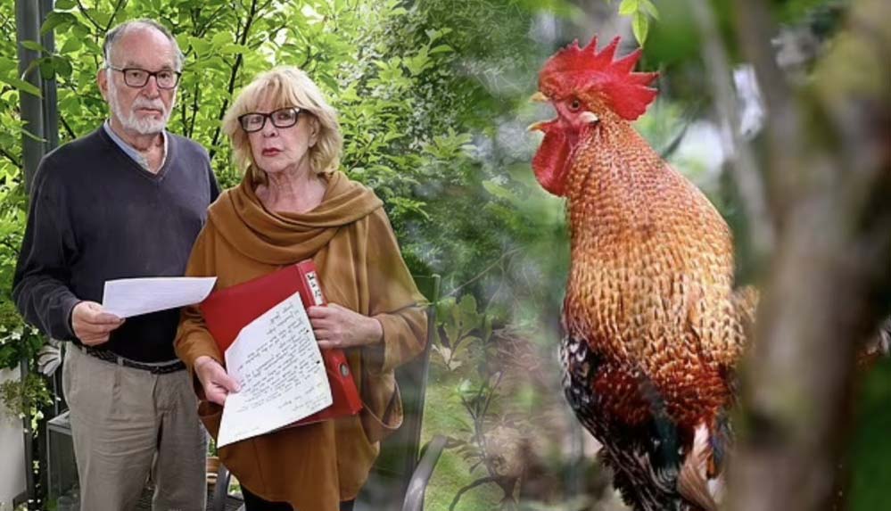 Komşularının günde 200 kez öten horozunu mahkemeye verdiler: 'İşkenceye dönüştü' 6 Komşularının-günde-200-kez-öten-horozunu-mahkemeye-verdiler--'İşkenceye-dönüştü'-1