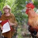 Komşularının-günde-200-kez-öten-horozunu-mahkemeye-verdiler--'İşkenceye-dönüştü'-1