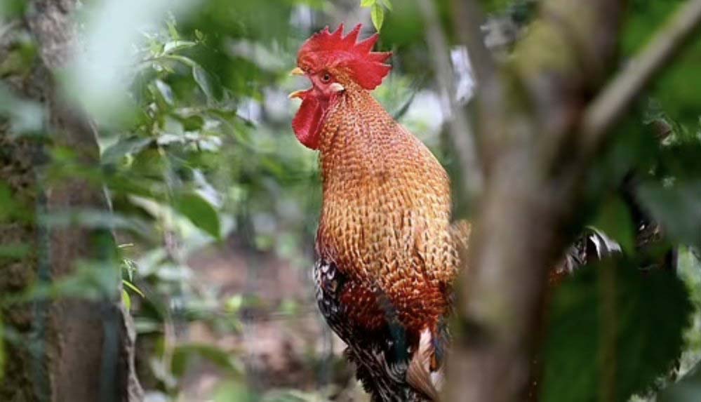 Komşularının günde 200 kez öten horozunu mahkemeye verdiler: 'İşkenceye dönüştü'