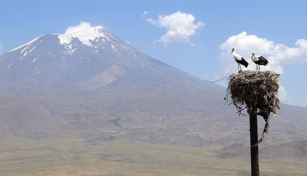 Köylüler yıllardır Ağrı'dan göç etmeyen leyleklere özenle bakıyor