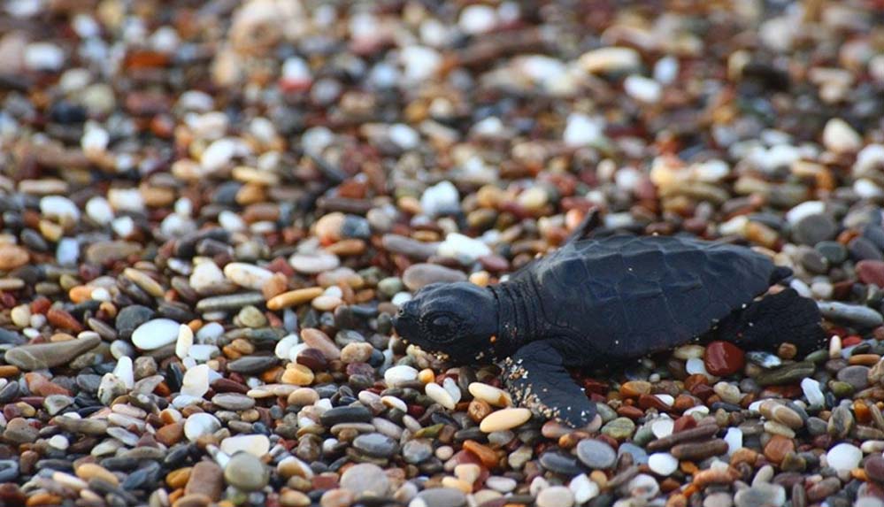 Manavgat'ta caretta caretta yavruları mavi sularla buluşmaya başladı