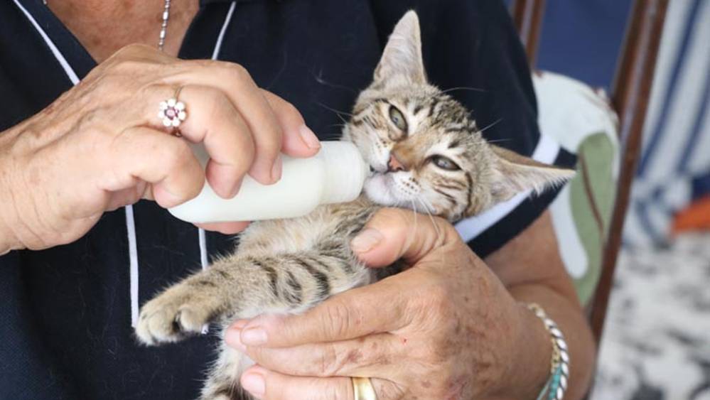 Sahiplendiği 15 kediye "anne şefkatiyle" bakıyor