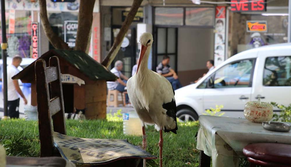 Tekirdağ'a dönen 'Yaşar' isimli leylek kent sakinlerini sevindirdi