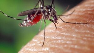 İstanbul’da “Aedes” sivrisineği endişesi: Dikkat, alerjik reaksiyona yol açıyor!