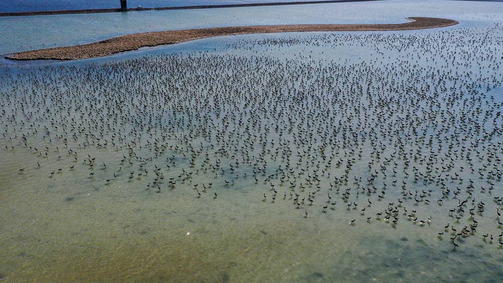 İki aylık flamingolar "kreşte" uçmayı öğreniyor