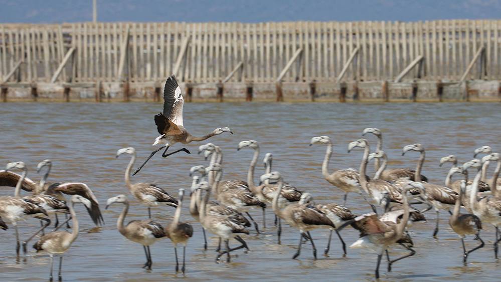 İki aylık flamingolar "kreşte" uçmayı öğreniyor