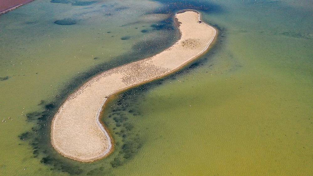 İki aylık flamingolar "kreşte" uçmayı öğreniyor