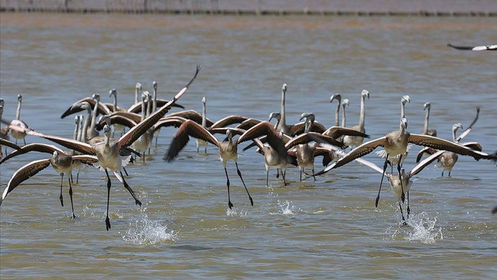 İki aylık flamingolar "kreşte" uçmayı öğreniyor