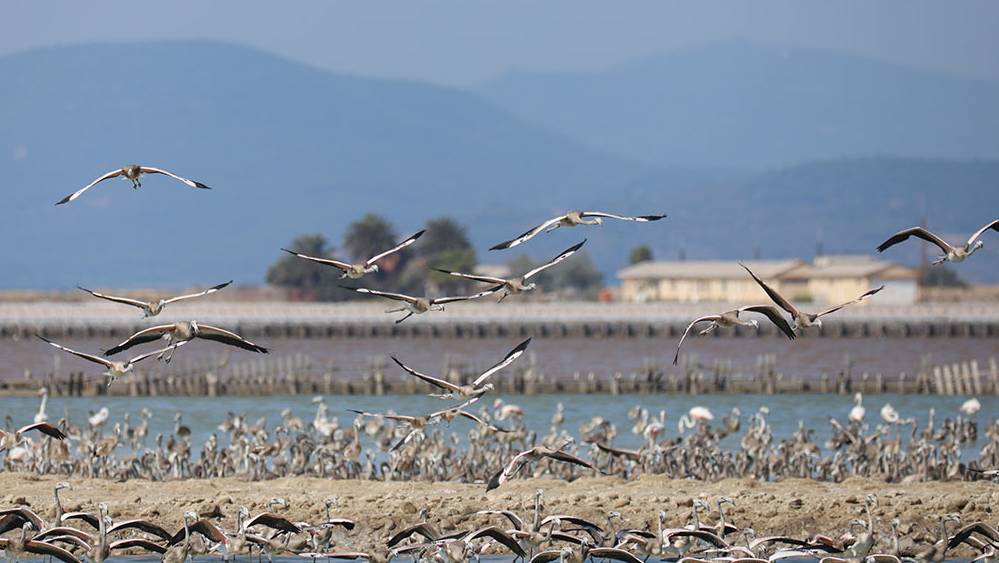 İki aylık flamingolar "kreşte" uçmayı öğreniyor