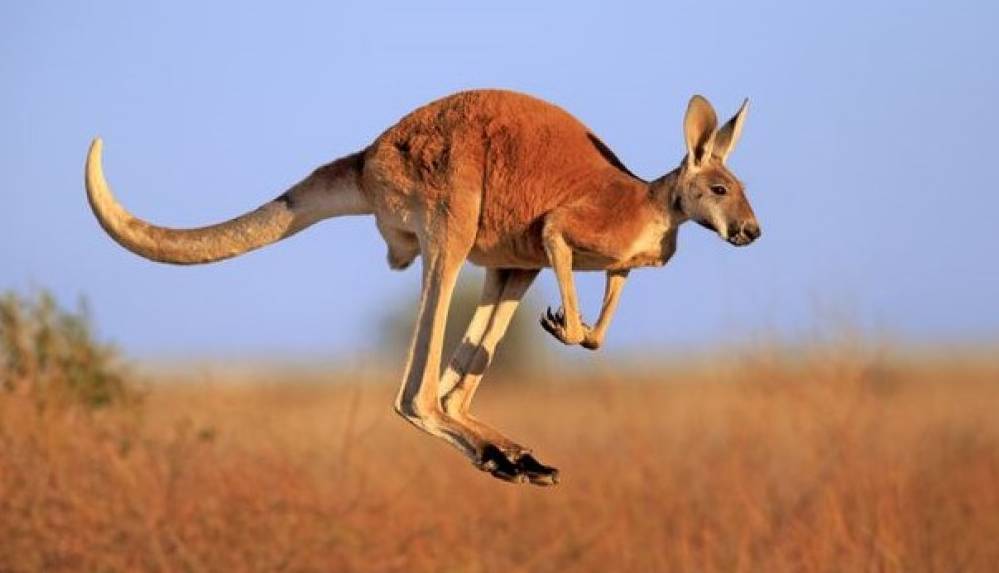 A﻿vustralya'da bir adam kangurusu tarafından öldürüldü
