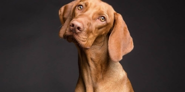 Araştırmaya göre, köpekler nerdeyse yüzde 94 oranında strese bağlı nefes değişikliklerini ve terlemeyi algılayabiliyor