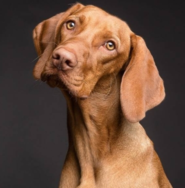 Araştırmaya göre, köpekler nerdeyse yüzde 94 oranında strese bağlı nefes değişikliklerini ve terlemeyi algılayabiliyor 9 Araştırmaya göre, köpekler nerdeyse yüzde 94 oranında strese bağlı nefes değişikliklerini ve terlemeyi algılayabiliyor