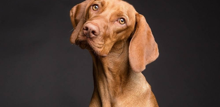 Araştırmaya göre, köpekler nerdeyse yüzde 94 oranında strese bağlı nefes değişikliklerini ve terlemeyi algılayabiliyor