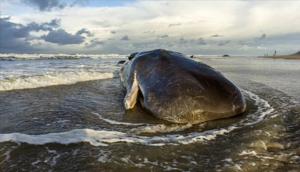 Avustralya sahilinde karaya vuran kaşalot balinaları öldü