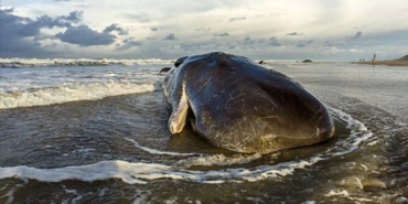 Avustralya sahilinde karaya vuran kaşalot balinaları öldü
