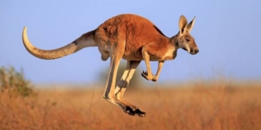 A﻿vustralya'da bir adam kangurusu tarafından öldürüldü