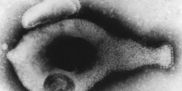 Bilim dünyası endişeli 'Kısırlığa neden oluyor, antibiyotiklere karşı dirençli, hızla yayılıyor...'