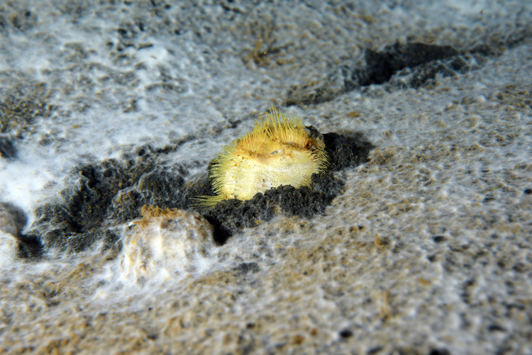 "Deniz patatesleri" yaşam savaşı veriyor