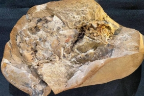 Dünyanın en eski kalbi bulundu 2 Dünyanın en eski kalbi bulundu