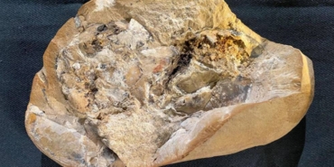 Dünyanın en eski kalbi bulundu