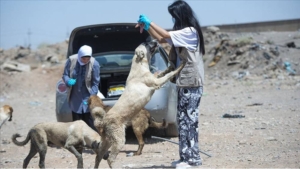 Erbil'den hayvan dostu görüntüler, Erbilli hayvanseverler iş başında